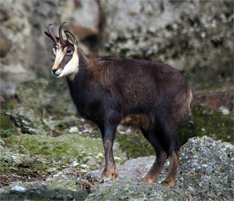 Chamois stalk in the Tyrol mountains