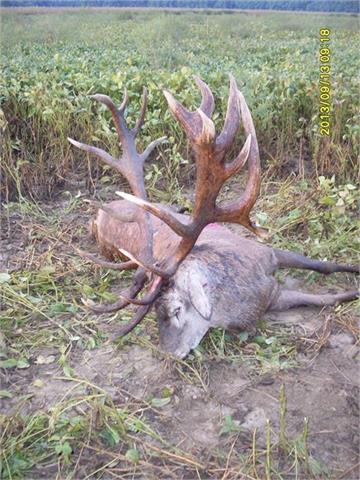 Trophy red stag hunt including 1 red stag between 10 and 11 kg as well as the Hungarian hunting permit