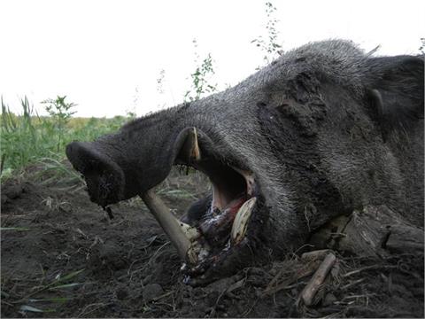 1 Day of driven wild boar in top estate for up to 20 Guns