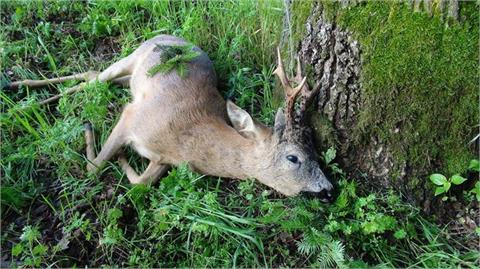 Roebuck individual hunt including 1 buck up to 300 g and the hunting permit