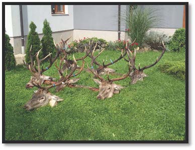 Stag hunting inclusive 1 red stag up to 150 CIC points (about 6 kg) as well as the Croatian hunting permit