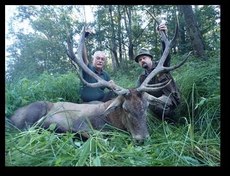 Stag hunting inclusive 1 red stag up to 170 CIC Points (about 6 kg) as well as the Croatian hunting permit