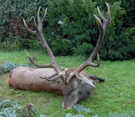 Trophy red stag hunt including 1 stag between 6 and 7 kg as well as the Hungarian hunting permit