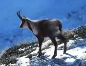 7/6 hunting days including 1 Balkan chamois buck up to 100 CIC points
