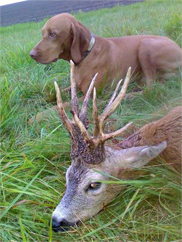 Trophy roebuck individual hunt including 1 buck from 500 g to 550 g and the hunting permit