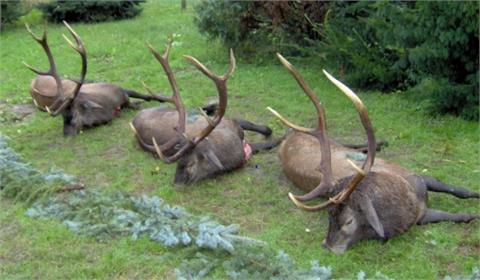 2 red stags up to 170 CIC pts (about 7 kg), 1 red stag up to 180 CIC pts (about 8 kg) + Croatian hunting permit