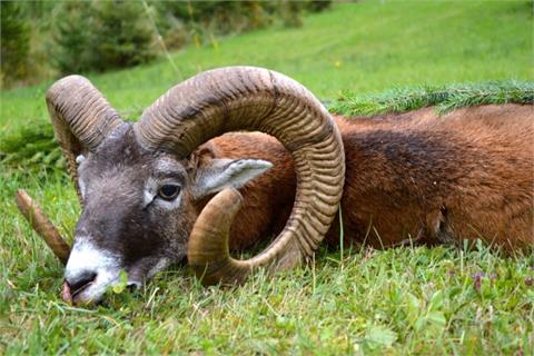 1 bronze medal mouflon ram between 185 and 195 CIC points (about 70 to 75 cm)