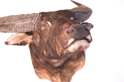 shoulder mount water buffalo