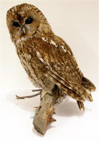 Tawny owl taxidermy