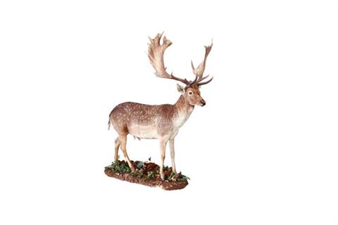 Fallow deer buck full mount
