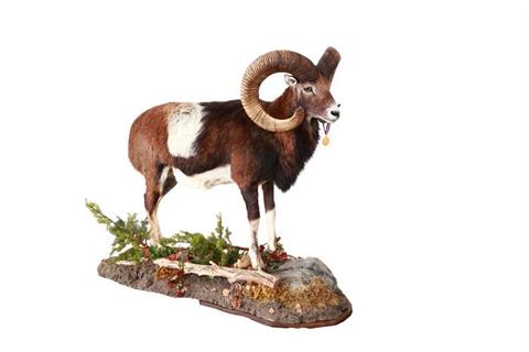 Mouflon ram full mount