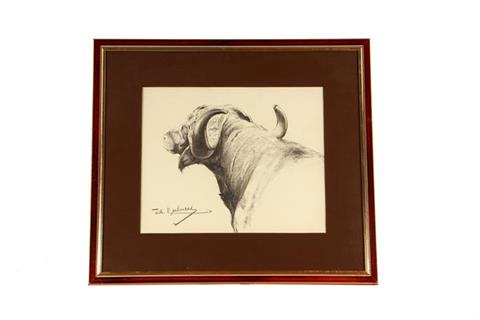 Wilhelm Kuhnert, charcoal drawing Cape buffalo