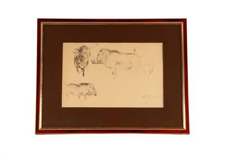 Wilhelm Kuhnert, ink/pencil drawing warthog study