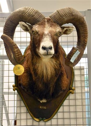 mouflon ram  cape mount