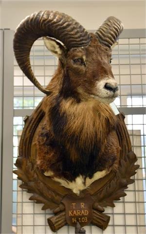 mouflon ram  cape mount