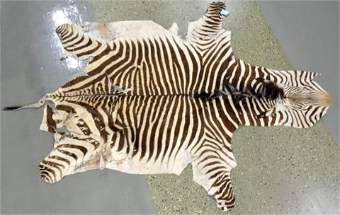 Zebra Decke
