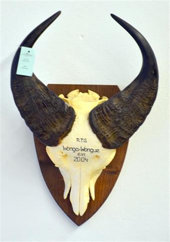 dwarf buffalo bull head mount