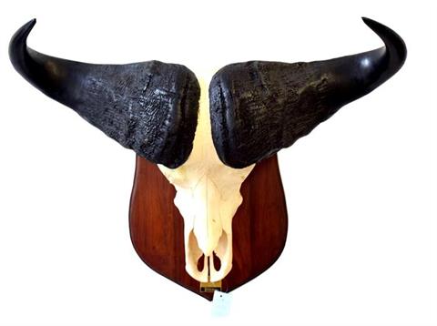 Cape buffalo bull head mount