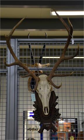 red stag head mount