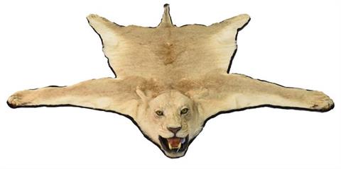 Skin with mounted head African lion (Panthera Leo)