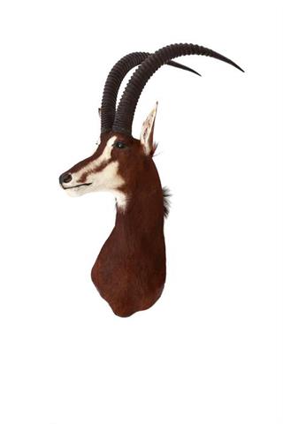 sable antelope (Hippotragus niger) cape mount