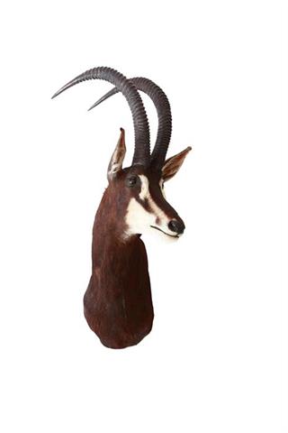 sable antelope (Hippotragus niger) cape mount