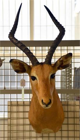 Impala (Aepyceros melampus) cape mount