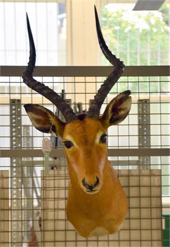 Impala (Aepyceros melampus) Vorschlagpräparat