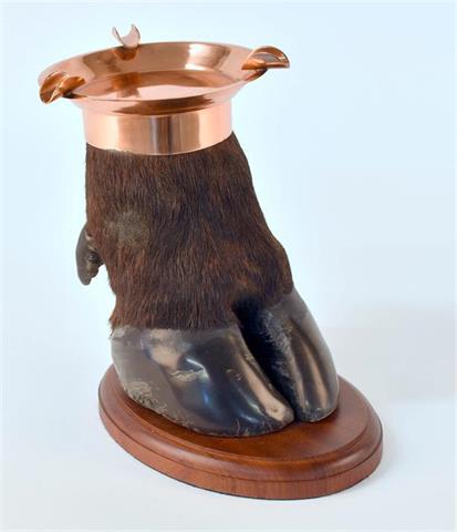 ashtray Cape buffalo (Syncerus caffer)