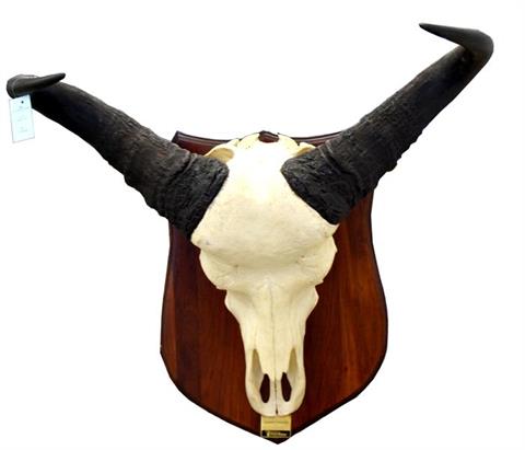 Cape buffalo (Syncerus caffer) skull mount