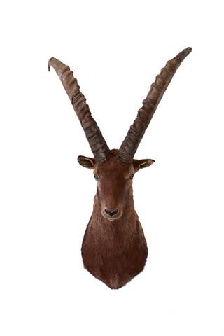 Ibex ram (Capra ibex) cape mount