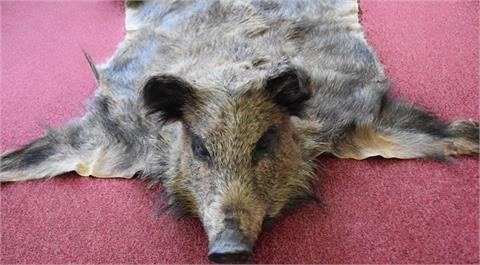 wild boar (Sus scrofa) skin with head