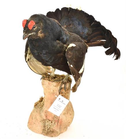 black cock (Tetrao tetrix)
