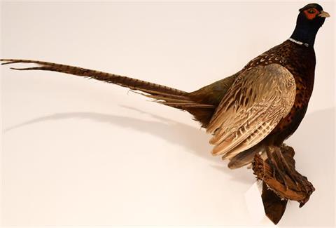 cock pheasant (Phasianus colchicus)
