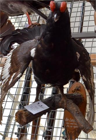 black cock (Tetrao tetrix)