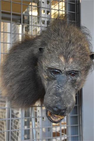 baboon (Papio ursinus) cape mount