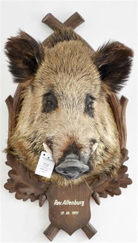 wild boar cape mount (Sus scrofa)