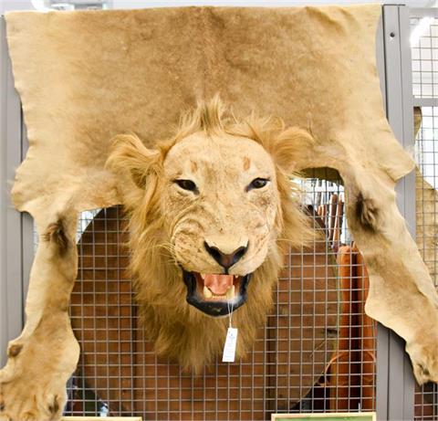 mane lion (Panthera Leo) cape mount seperate skin