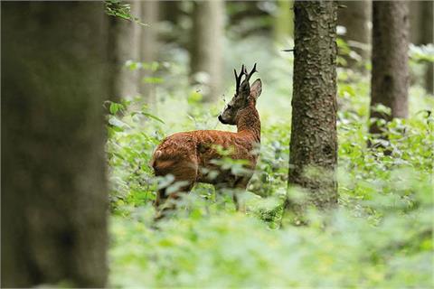 Roe buck stalking in Fichtel mountains, Bavaria