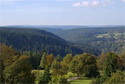 Driven Roe deer and wild boar in the Black Forest for two Guns