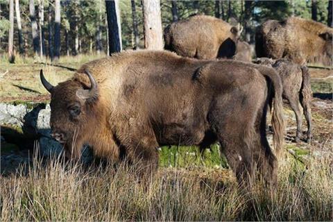 Wisent (European Bison) stalk in Sweden