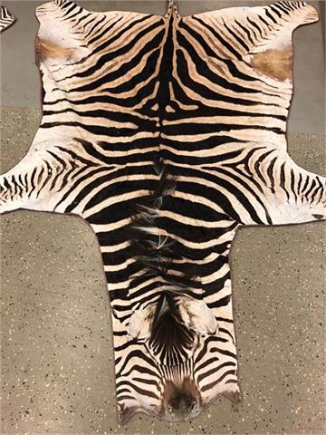 zebra skin (Equus quagga burchellii) black