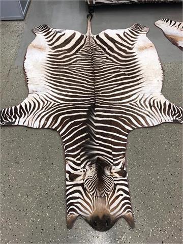 zebra skin (Equus quagga burchellii) brown