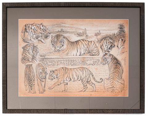 Hand coloured print by Marcello Pettineo "Holland & Holland - Tiger" ***