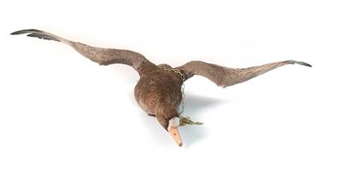 white fronted goose (Anser Albifrons) taxidermy