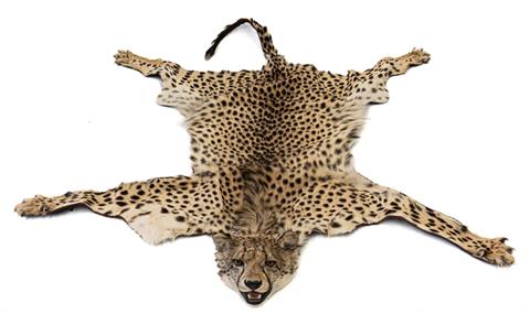 taxidermy, cheetah skin with head