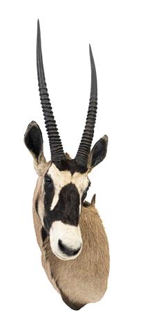 taxidermy, oryx head trophy