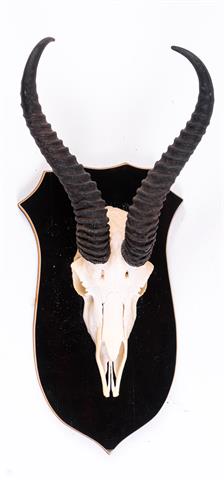 Trophy springbok antelope (Pickup only - no shipping!)