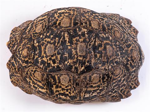 Panther Tortoise Trophy (Pickup only - No shipping!)