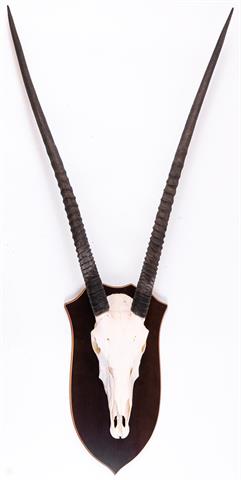 Trophäe Oryx (Nur Abholung - Kein Versand)